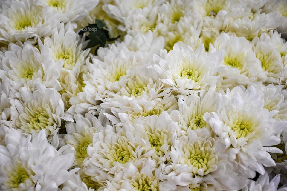 08. colorful flowers that inspire joy