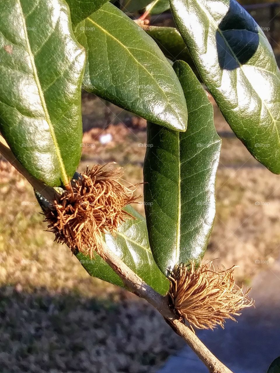 fuzzy things on oak branch