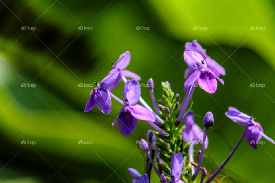 green nature flower purple by icestylecg