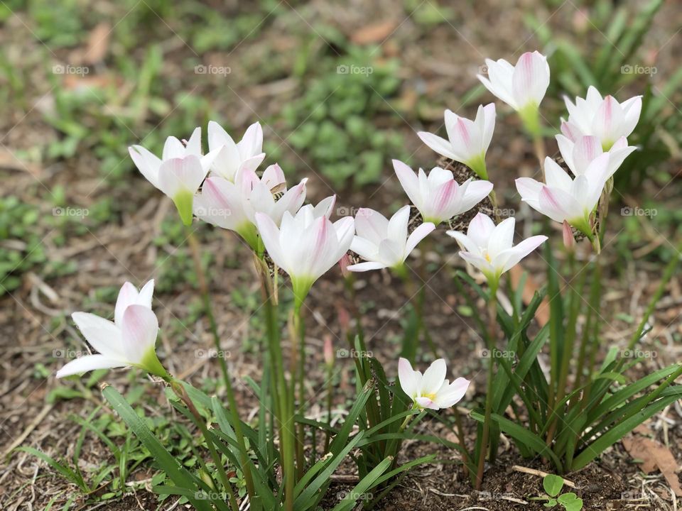 Rain Lilies in the middle of a field