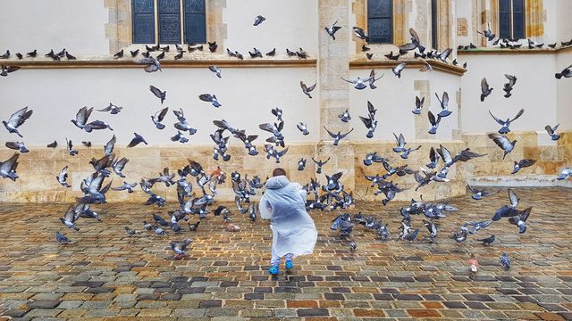scary birds