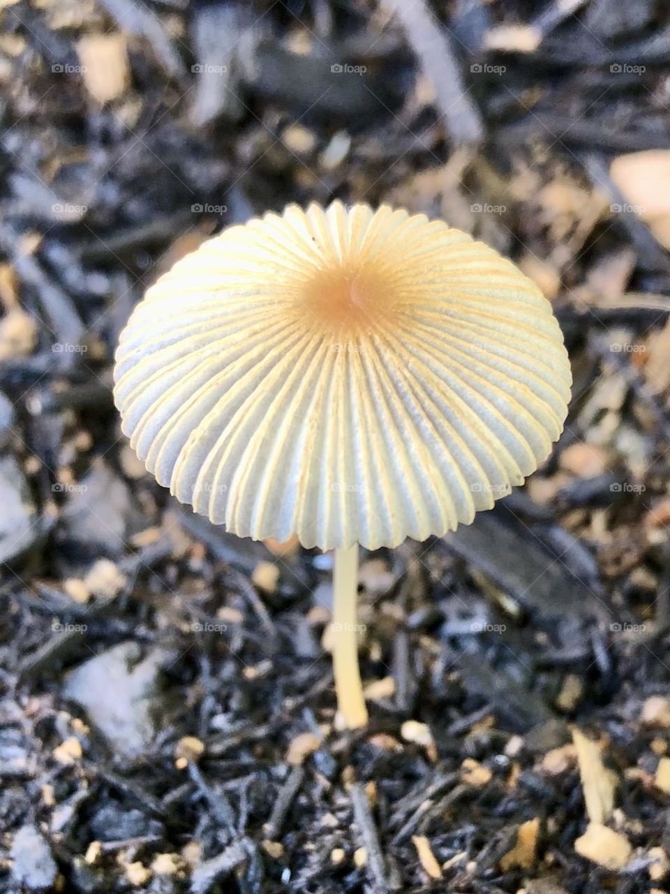 Pleated Inkcap mushroom fungus fungi growing in suburban backyard flower bed garden summer nature