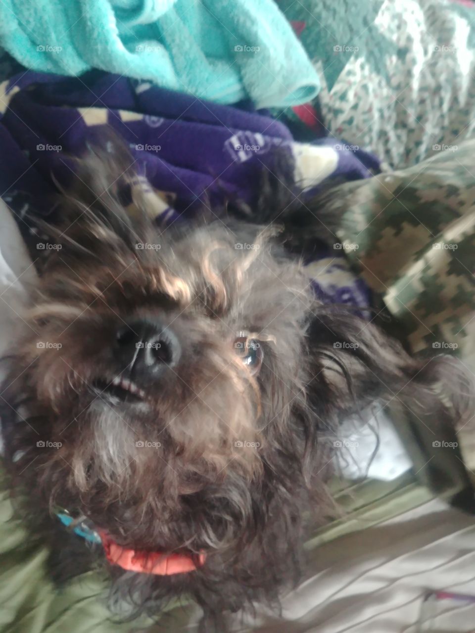 this my shadow looking up at me her ears fall back and she looks like a bat dog she's got a cute little smile