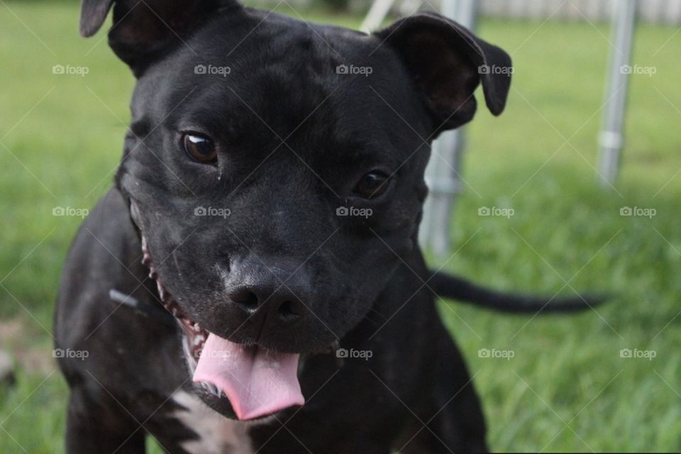 English Staffordshire Male