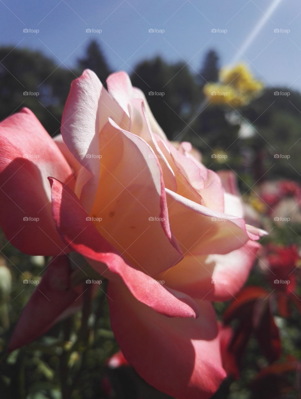 Rose Garden outside of Clayton, California. A forbidden fruit