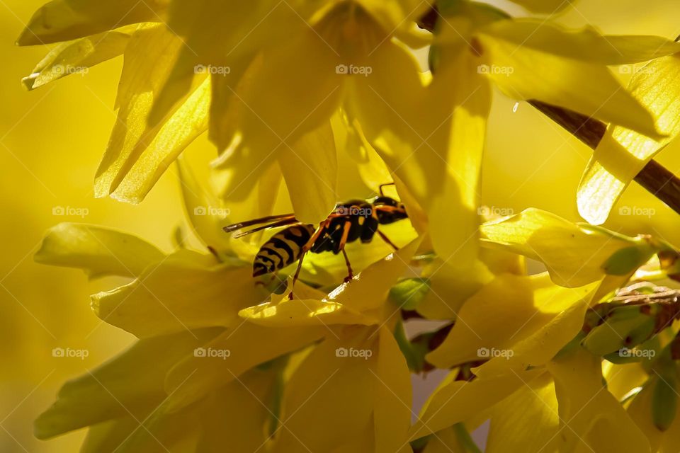 Wasp at the yellow flower