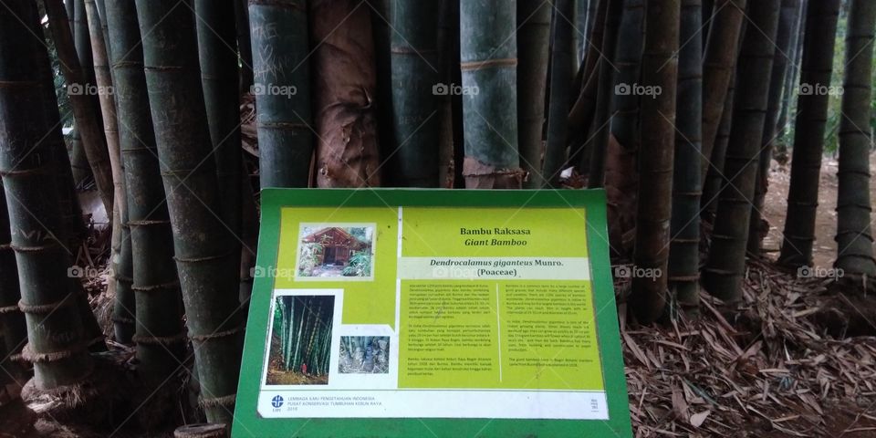 Description of Giant Bamboo