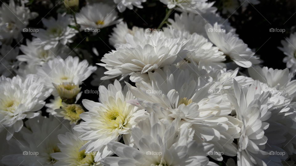 white autumn flowers