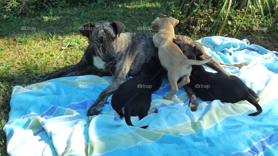 female dog and puppies