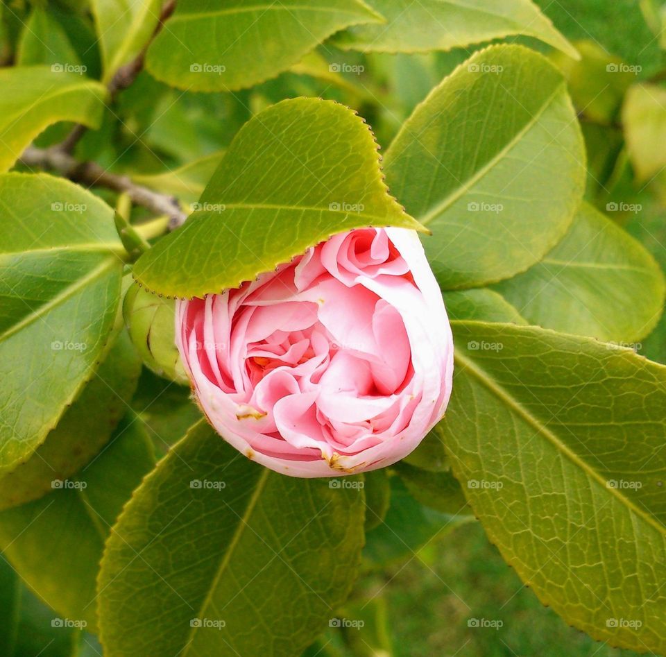 Rose 🌹 Garden 🌹 Outside 🌹