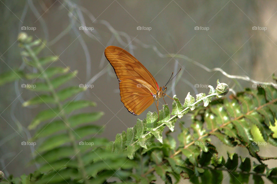 Insect, Butterfly, Nature, Wildlife, Leaf