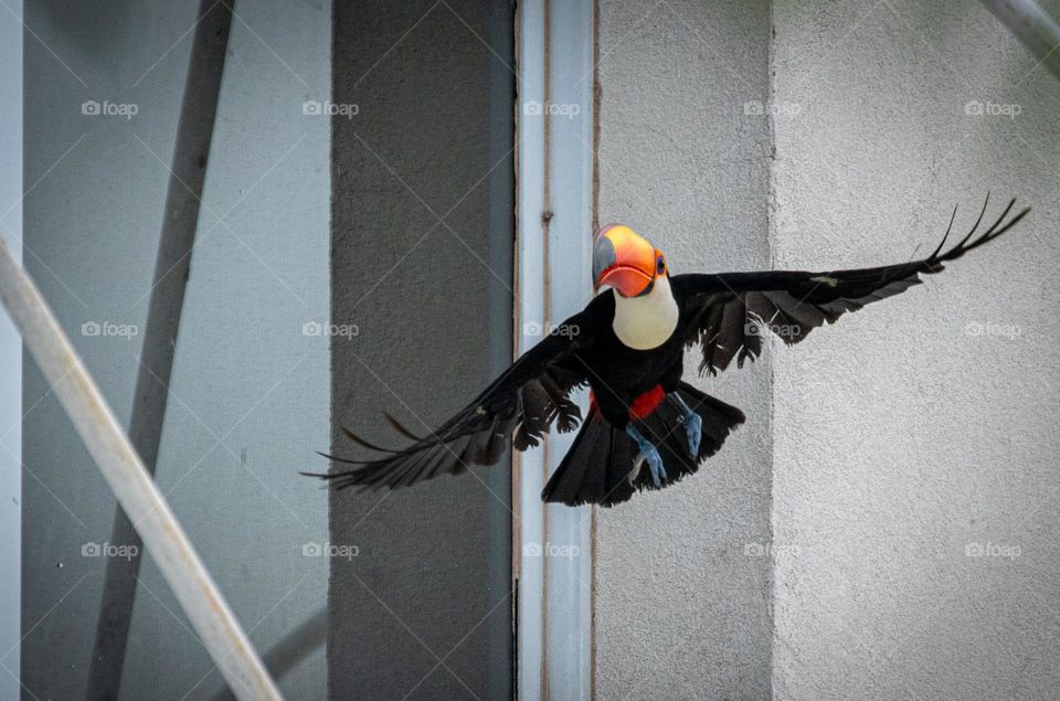 Tucano se diverte nas janelas dos prédios