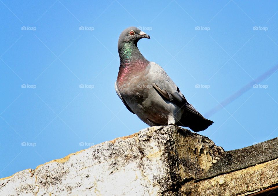 Pigeon 626.