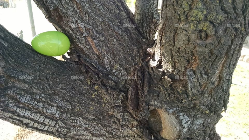 egg on tree. Hidden easter egg in tree