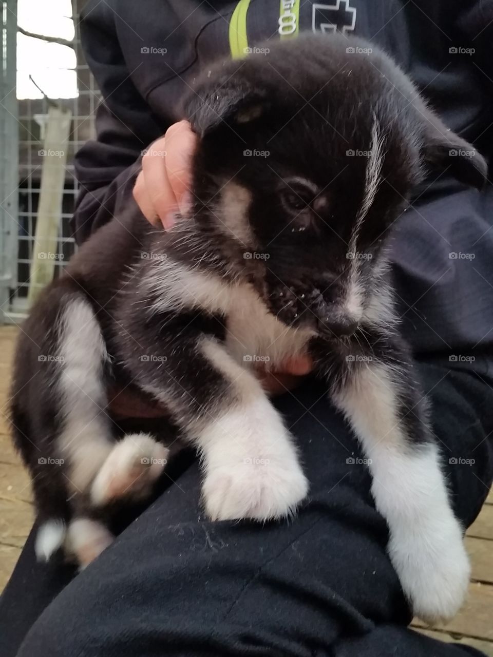 Newborn Alaskan Husky