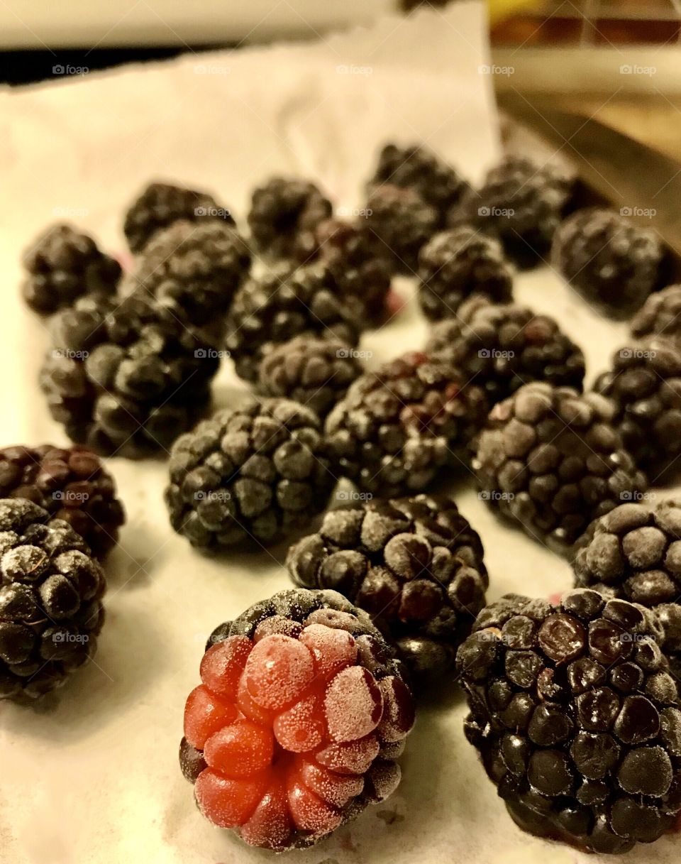 Freezing blackberries in preparation to put into a freezer bag
