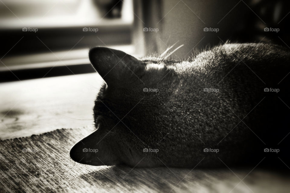 italy relax cat sleep by olijohnson