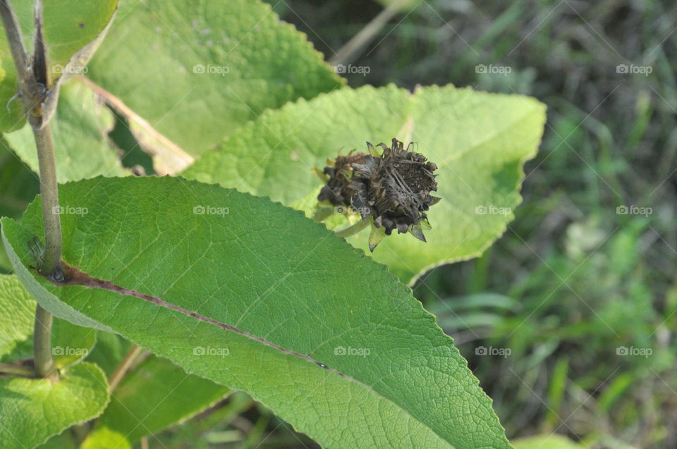 leaf close-up