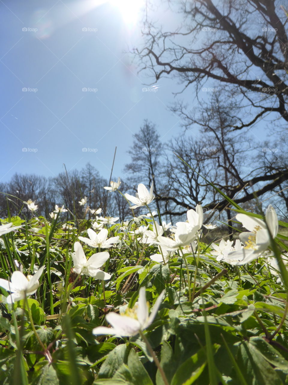 Anemones on a meadow in the forest