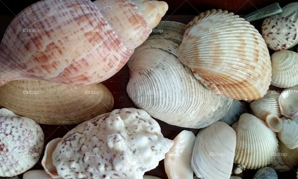 Sea Shells