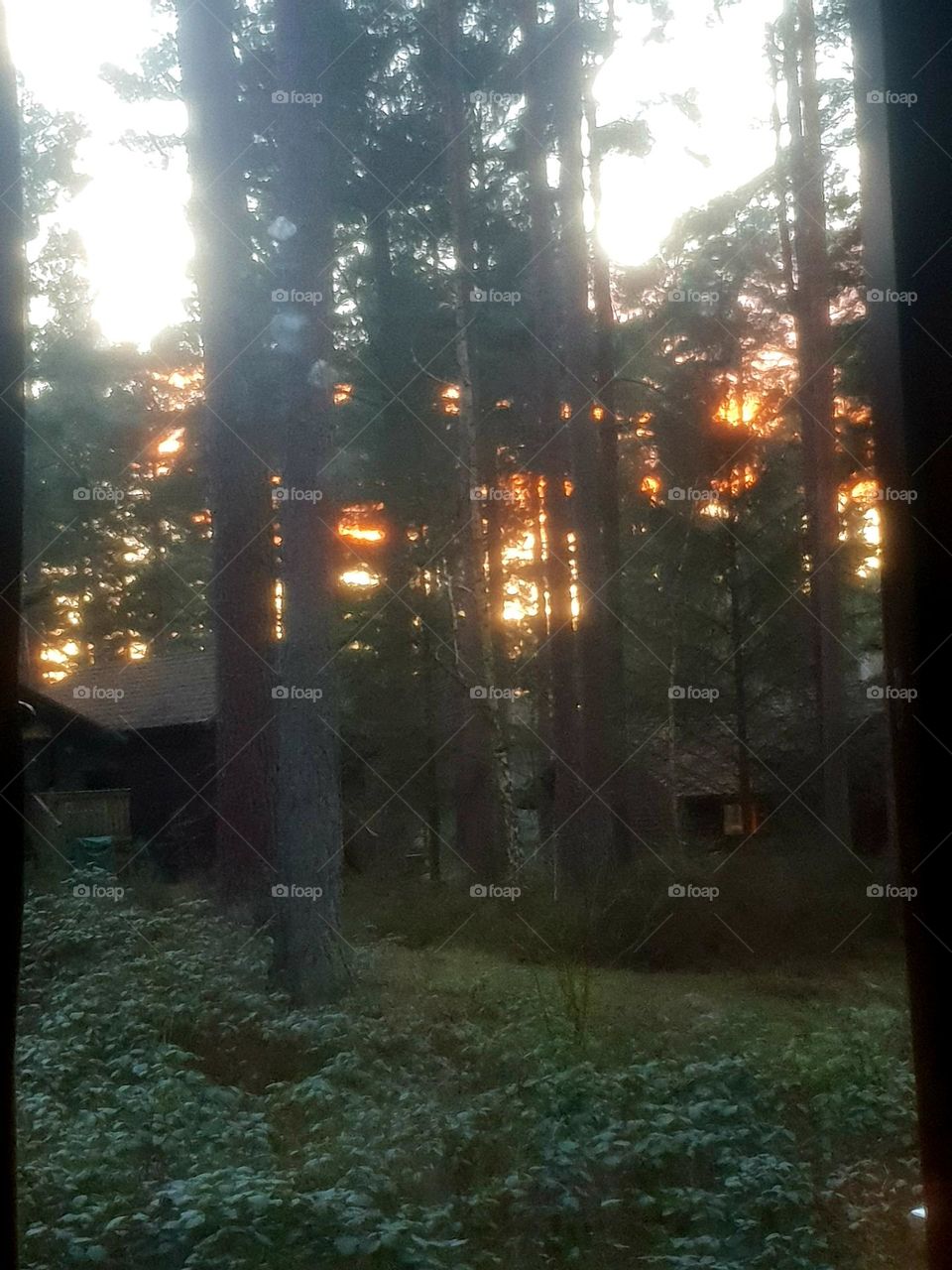 sunset through the trees