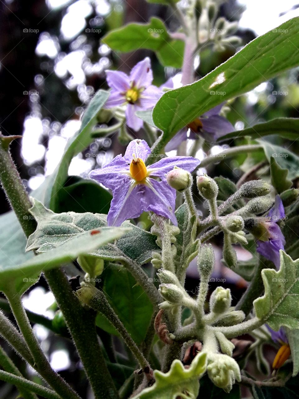 Blooming Brinjel flower