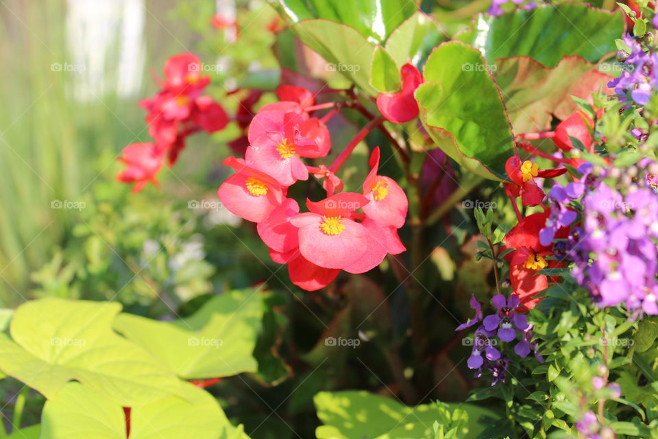 Begonias love light...they smile as the bask in the sun.