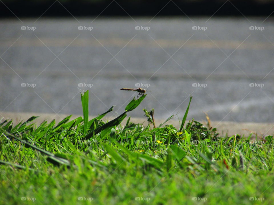 dragonfly on a blade of grass
