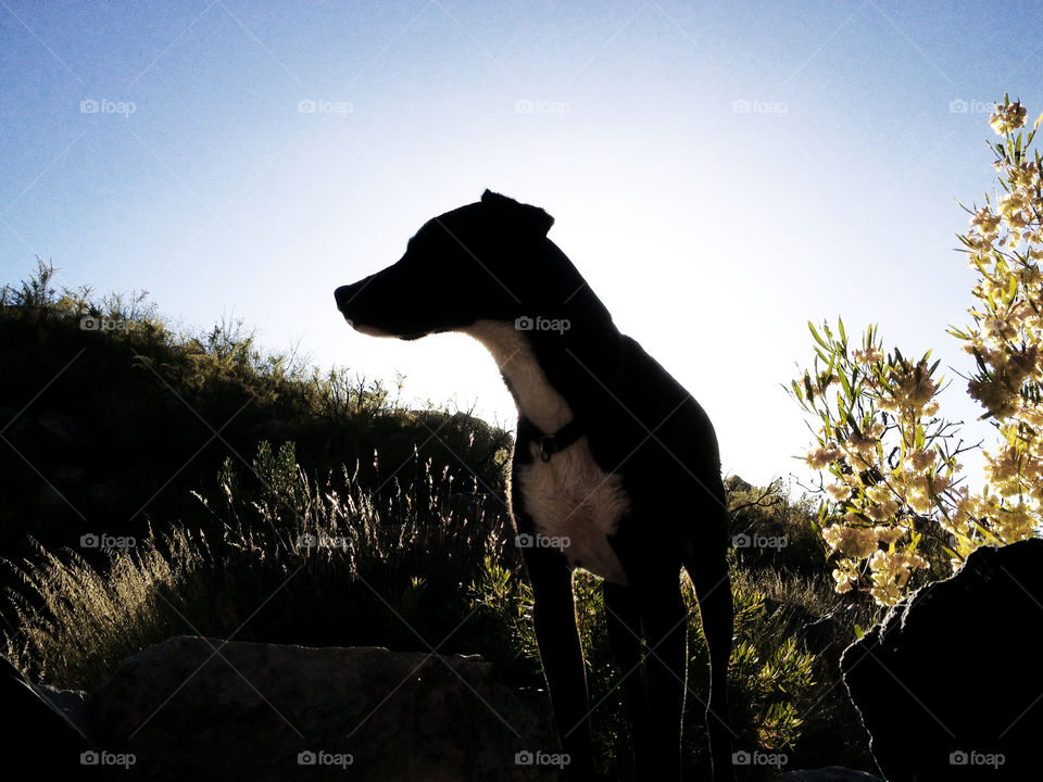 Dog of the bushveld