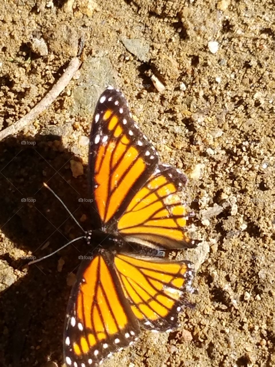 Butterfly, Insect, No Person, Invertebrate, Nature