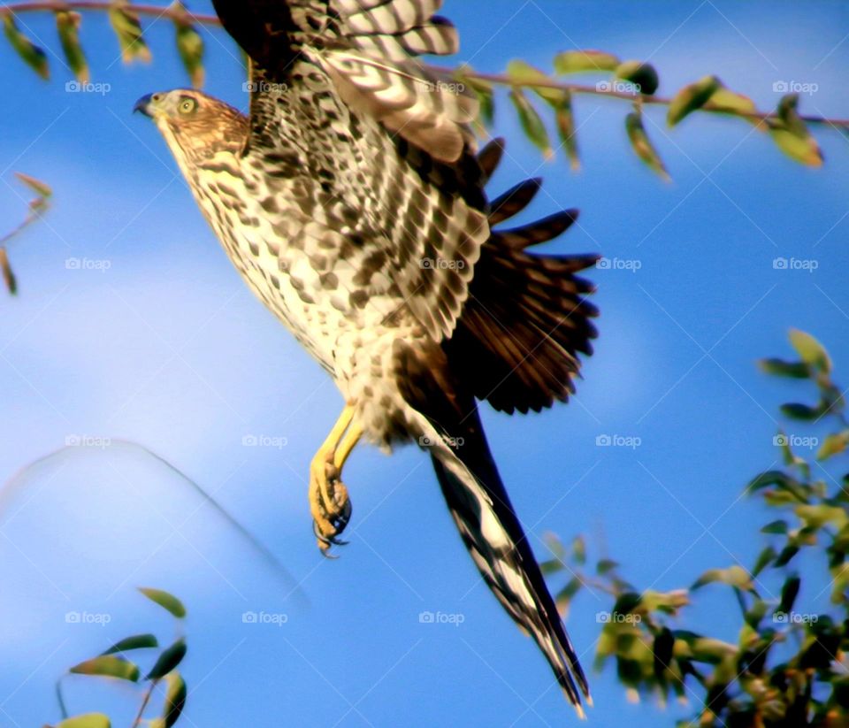 Hawk About to Land on Branch
