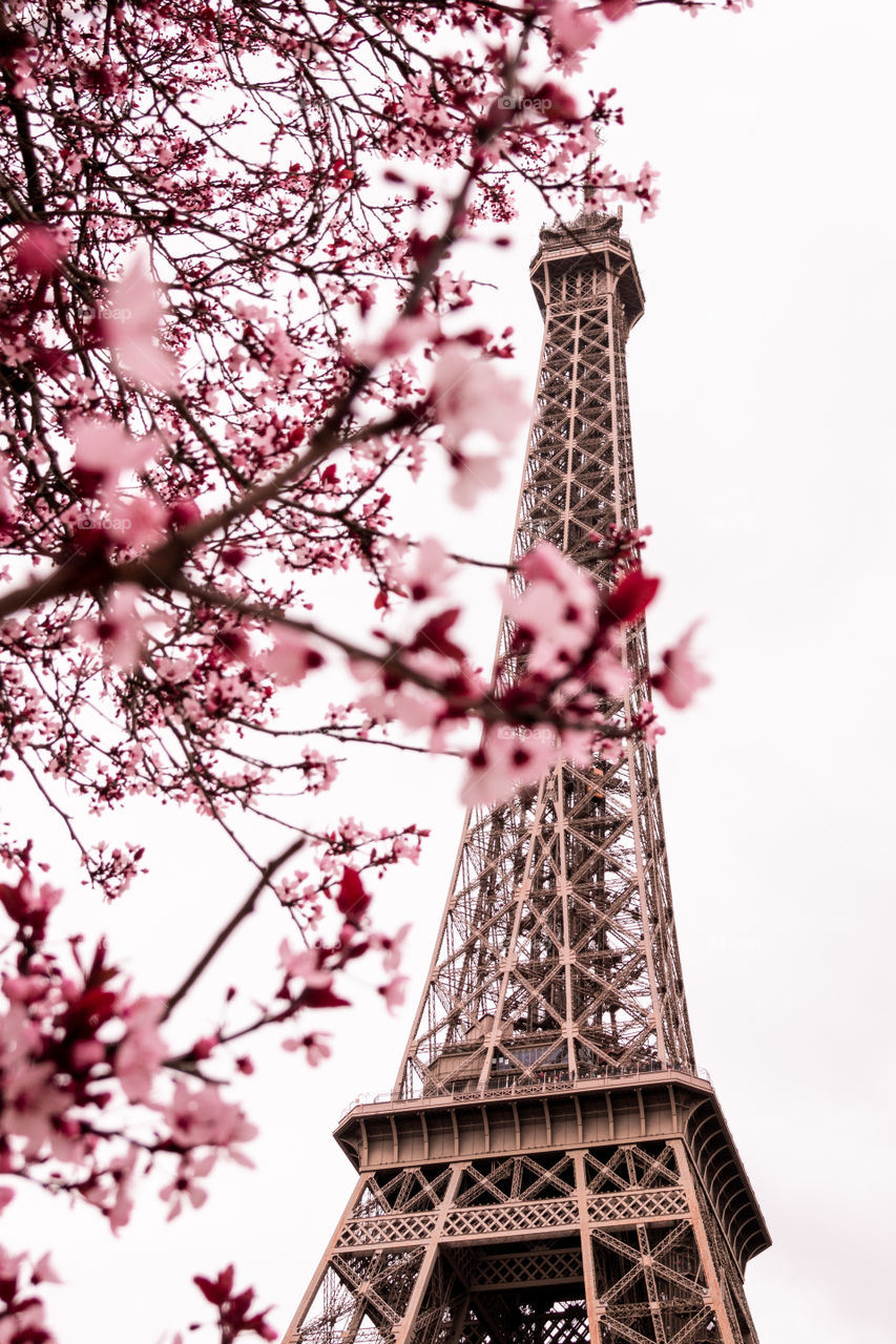 Eiffel Tower during spring surrounded by beautiful trees 