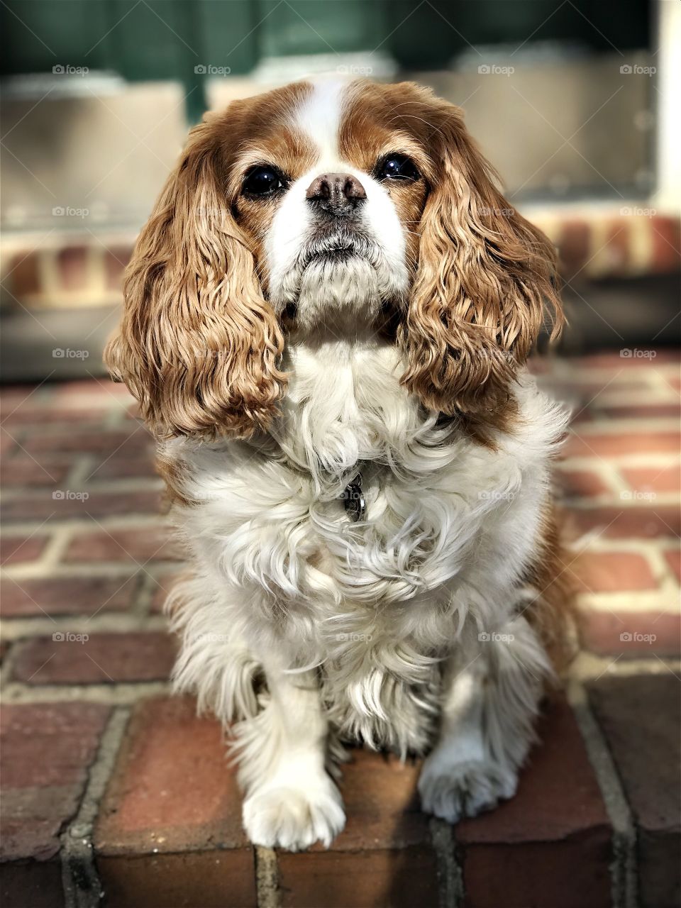 Cavalier King Charles Spaniel sniffs the morning air on the front porch