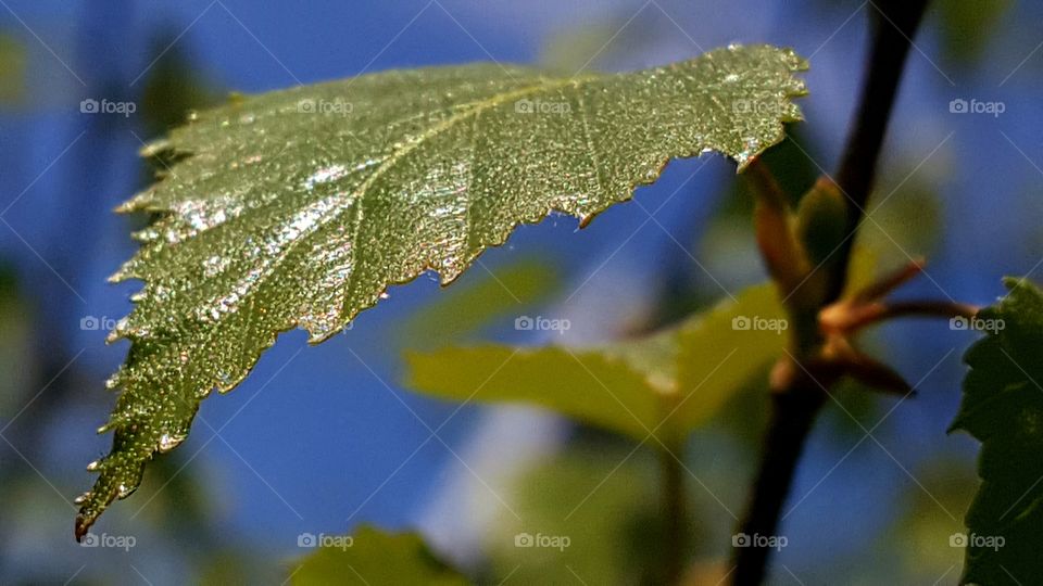 Young birch leaf illuminated by the sun.
