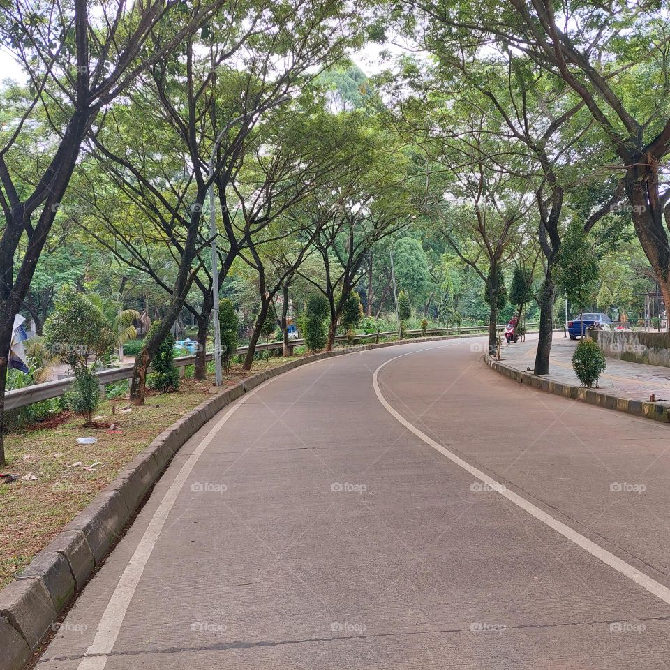shady plants on the side of the road