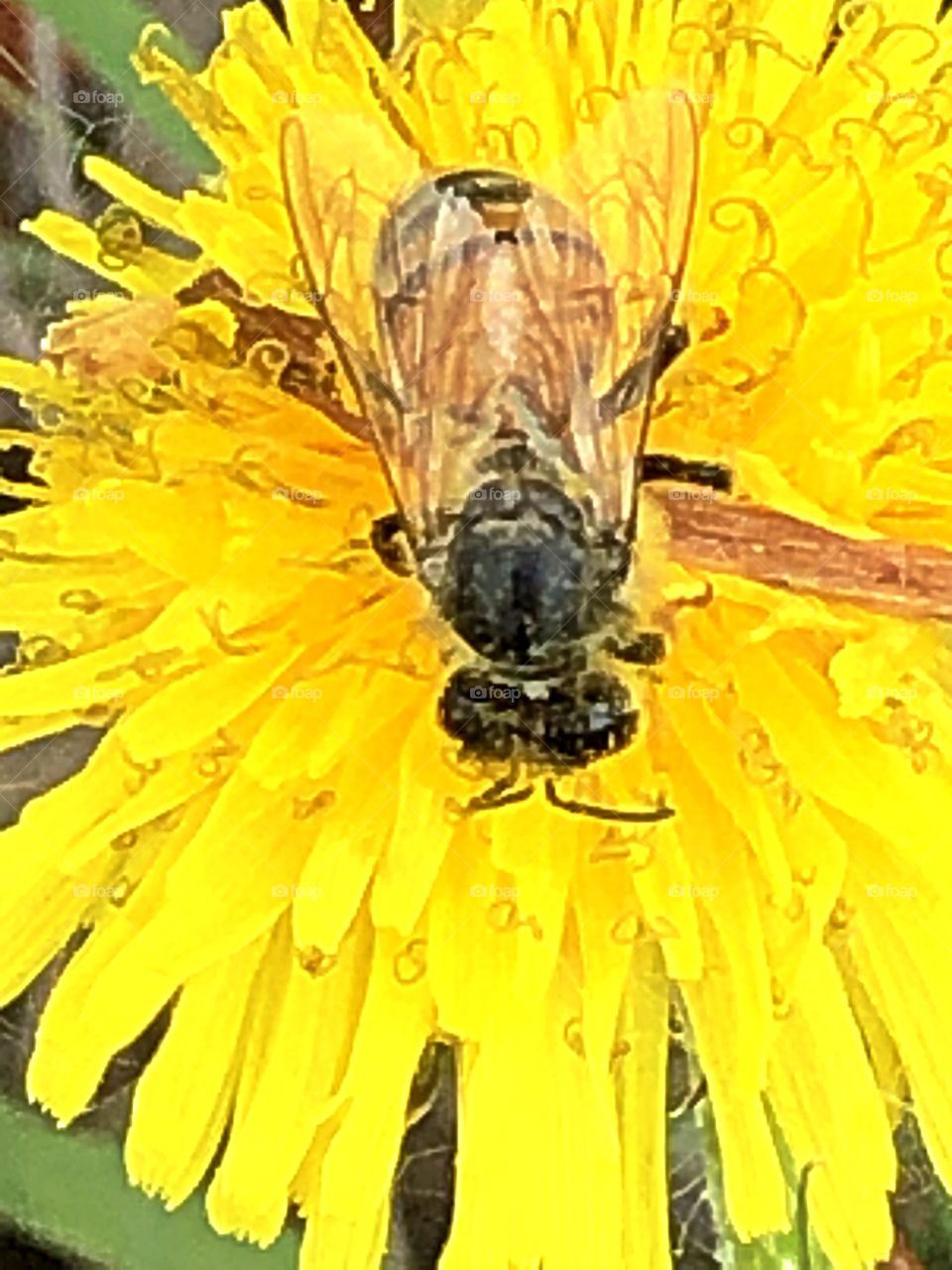 A bee on dandylion