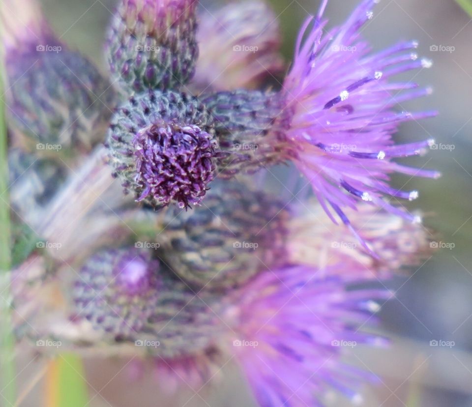 Thistle 