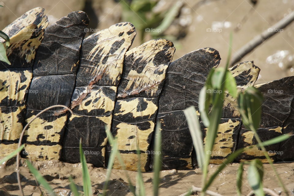 Tail of a salt water crocodile