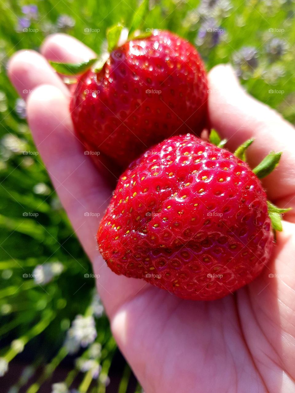 Strawberries on human hand