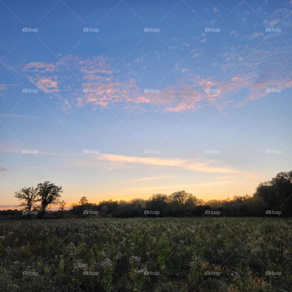 Sundown in the trees