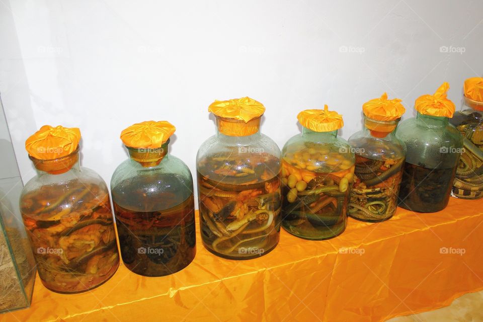 glass jars with preserved in alcohol snakes and scorpions.