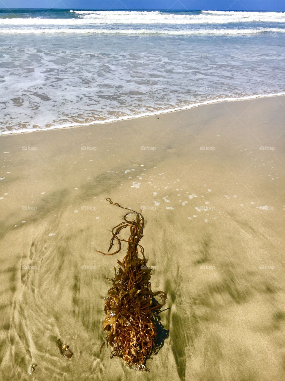 Huntington Beach, CA Beautiful, life-sustaining, kelp that has washed ashore.🌎