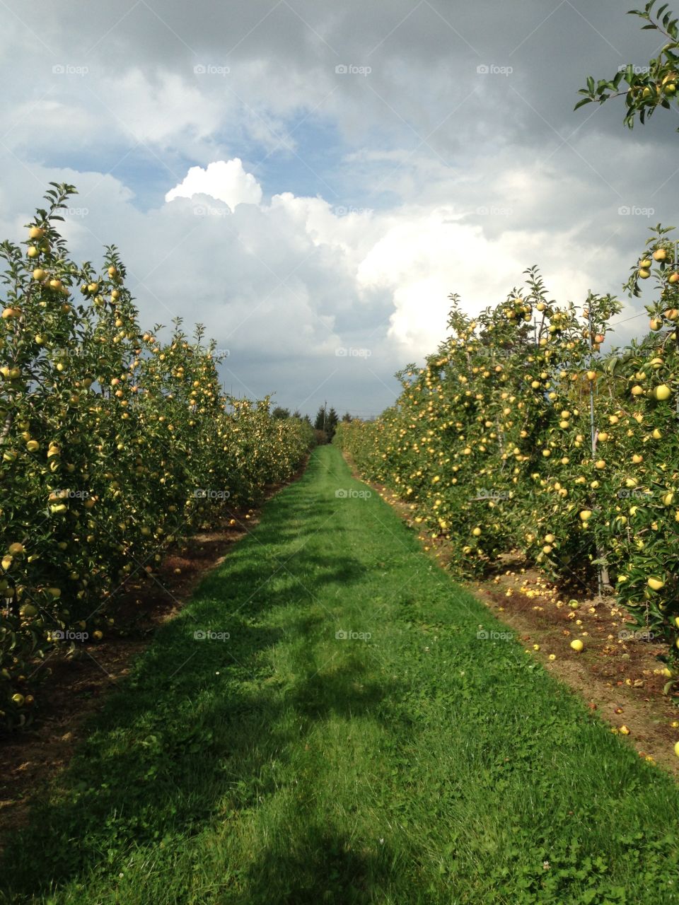 Apple orchard. A row of apple trees at the apple orchard during the fall 