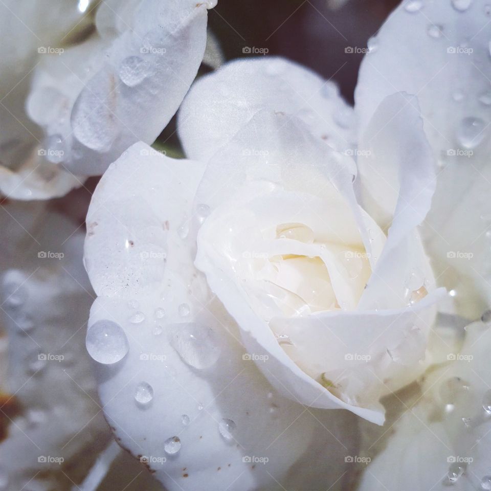 White dew dropped rose