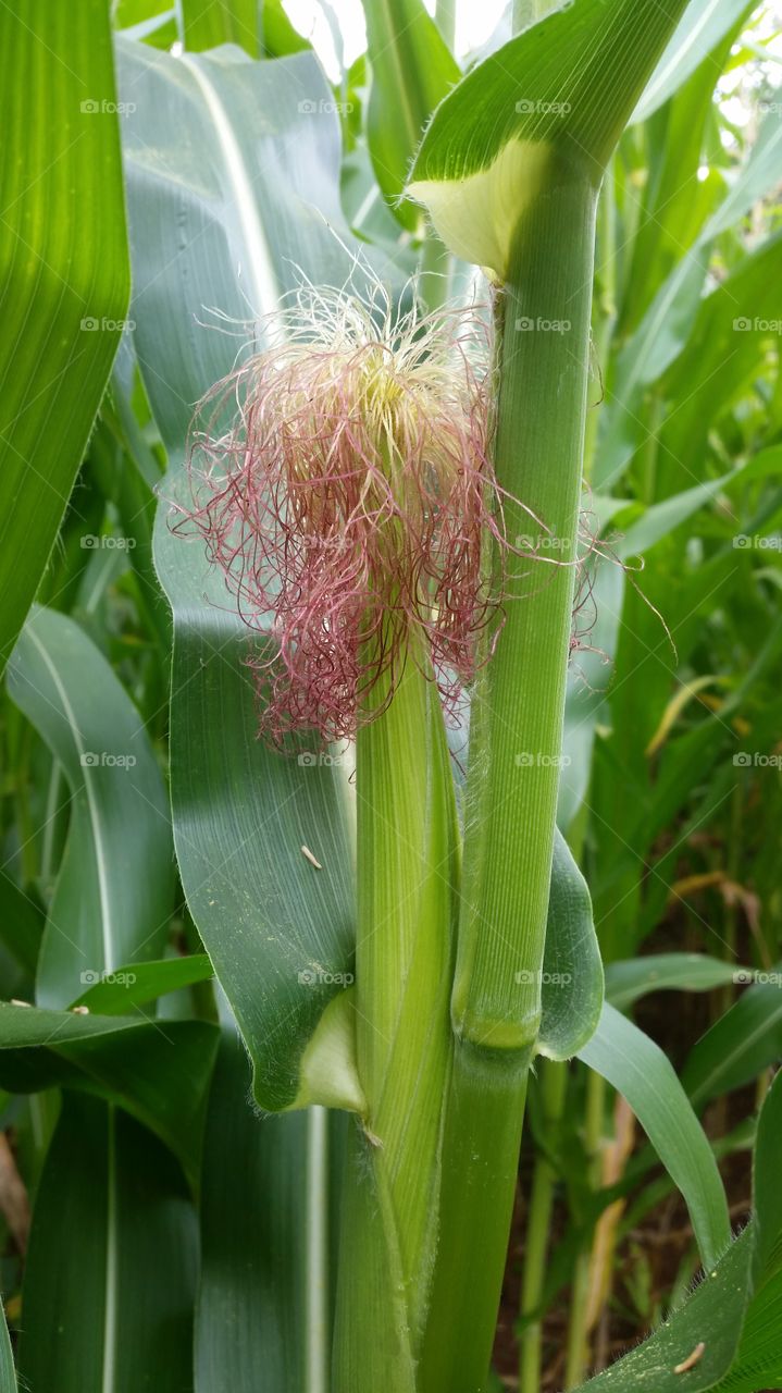 corn in the tree