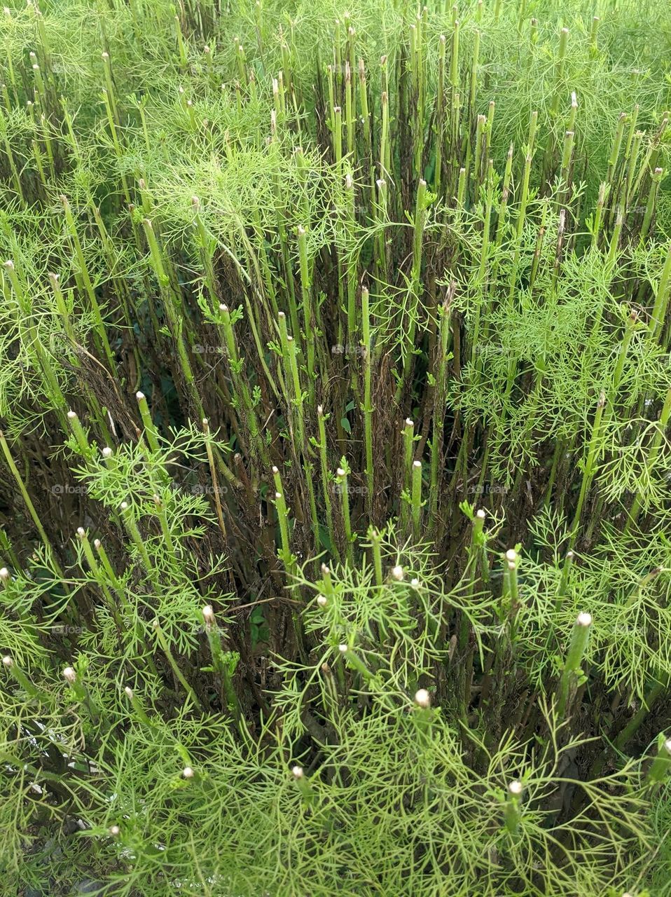 Water cypress is widely used by lovers of this plant for house fences replacement tree