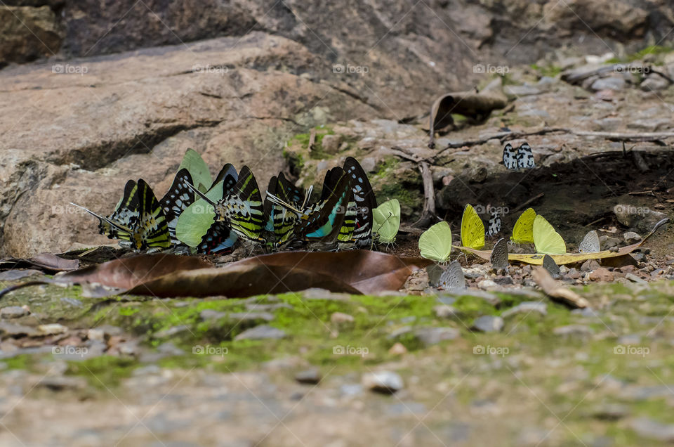 colourful butterflies