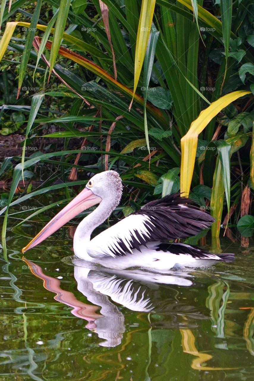 pelican on the lake