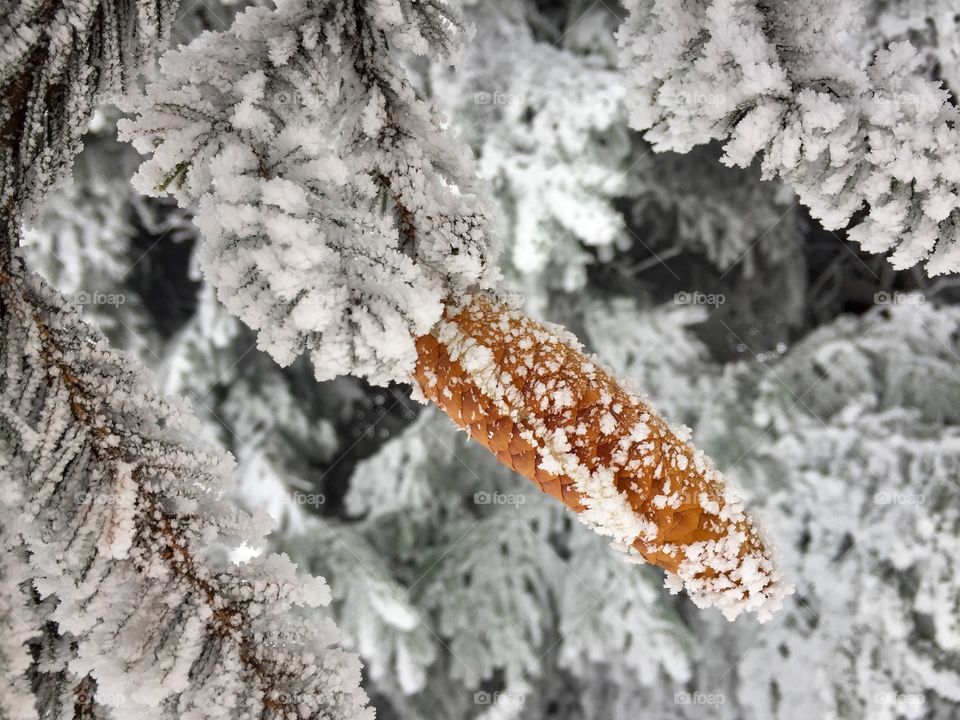 Frozen conifer