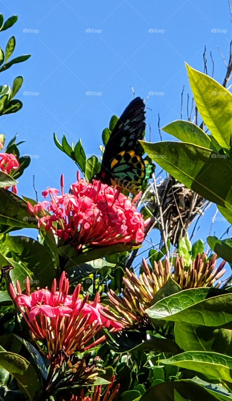 Cairns Birdwing Butterfly